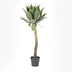 By-Boo-Agave-on-stem-large